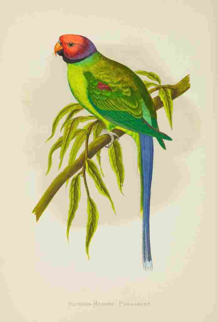 Lydon AF Parrots 1884 Blossom headed Parakeet A4 Photo Print