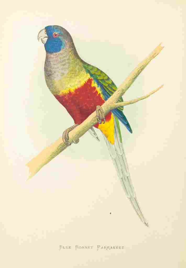 Lydon AF Parrots 1884 Blue Bonnet Parakeet A4 Photo Print