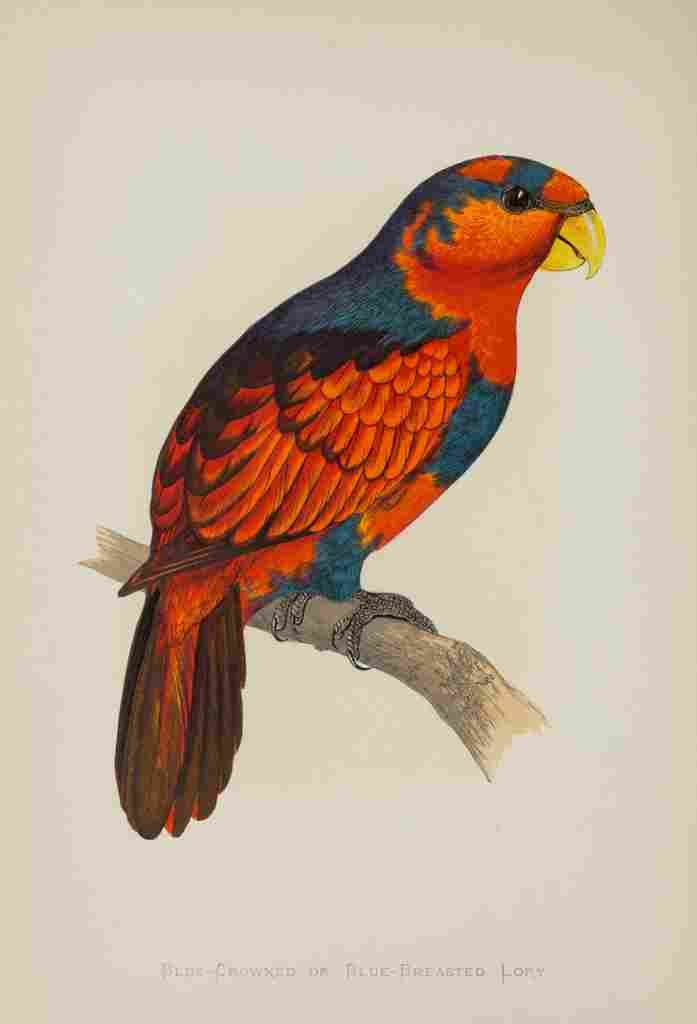 Lydon AF Parrots 1884 Blue Crowned Lory A4 Photo Print