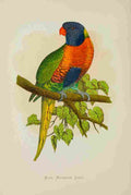 Lydon AF Parrots 1884 Blue Mountain Lory A4 Photo Print