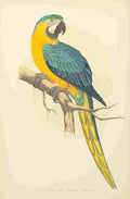 Lydon AF Parrots 1884 Blue & Yellow Macaw A4 Photo Print