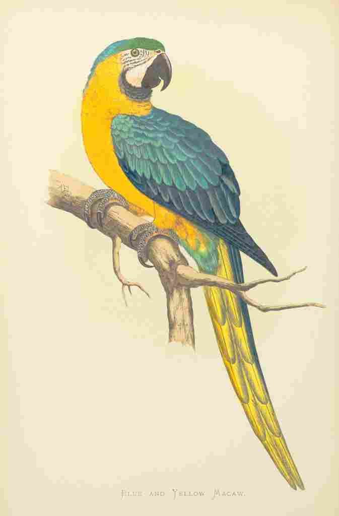 Lydon AF Parrots 1884 Blue & Yellow Macaw A4 Photo Print