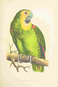 Lydon AF Parrots 1884 Blue fronted Amazon A4 Photo Print