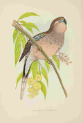 Lydon AF Parrots 1884 Bourkes Parakeet A4 Photo Print