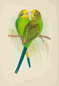 Lydon AF Parrots 1884 Budgerigar A4 Photo Print