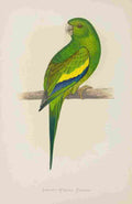 Lydon AF Parrots 1884 Canary winged Conure A4 Photo Print