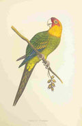 Lydon AF Parrots 1884 Carolina Parrot A4 Photo Print