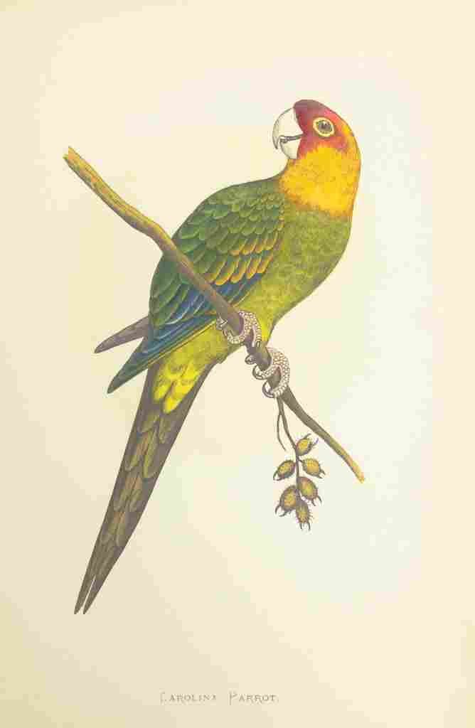 Lydon AF Parrots 1884 Carolina Parrot A4 Photo Print