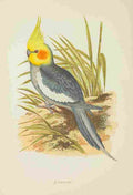Lydon AF Parrots 1884 Cockatiel A4 Photo Print