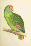 Lydon AF Parrots 1884 Dufresnes Amazon A4 Photo Print