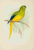 Lydon AF Parrots 1884 Elegant Parakeet A4 Photo Print