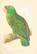 Lydon AF Parrots 1884 Festive Amazon Parrot A4 Photo Print