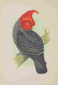 Lydon AF Parrots 1884 Gang Gang Cockatoo A4 Photo Print