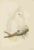 Lydon AF Parrots 1884 Goffins Cockatoo A4 Photo Print