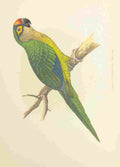 Lydon AF Parrots 1884 Golden Crowned Conure A4 Photo Print