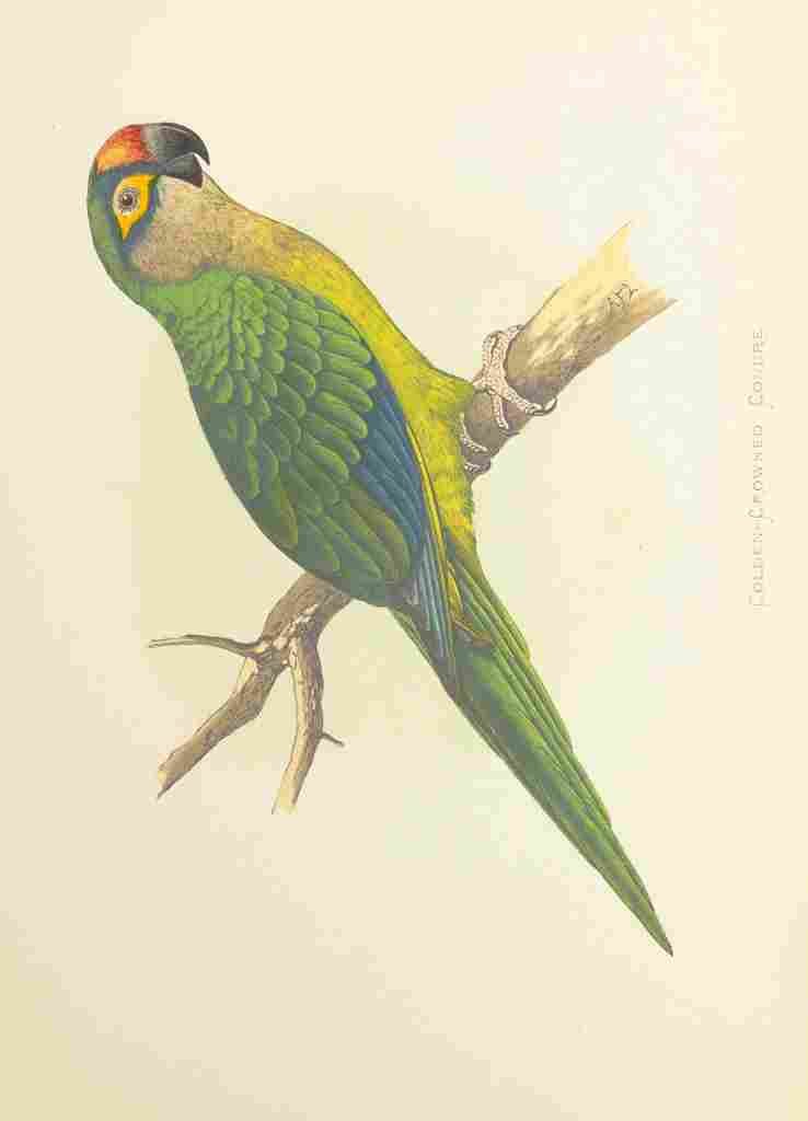 Lydon AF Parrots 1884 Golden Crowned Conure A4 Photo Print