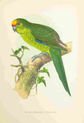 Lydon AF Parrots 1884 Golden Crowned Parakeet A4 Photo Print