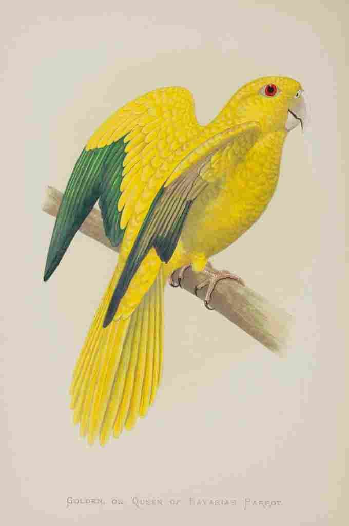 Lydon AF Parrots 1884 Golden Parrot A4 Photo Print