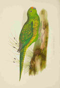 Lydon AF Parrots 1884 Green Ground Parrot A4 Photo Print
