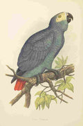 Lydon AF Parrots 1884 Grey Parrot A4 Photo Print
