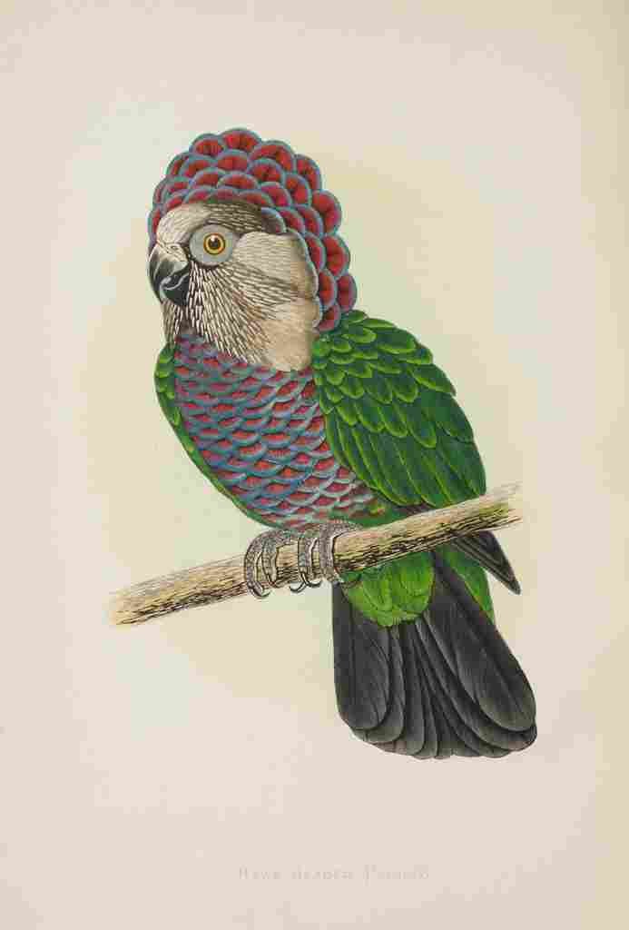 Lydon AF Parrots 1884 Hawk headed Parrot A4 Photo Print