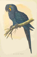 Lydon AF Parrots 1884 Hyacinthine Macaw A4 Photo Print