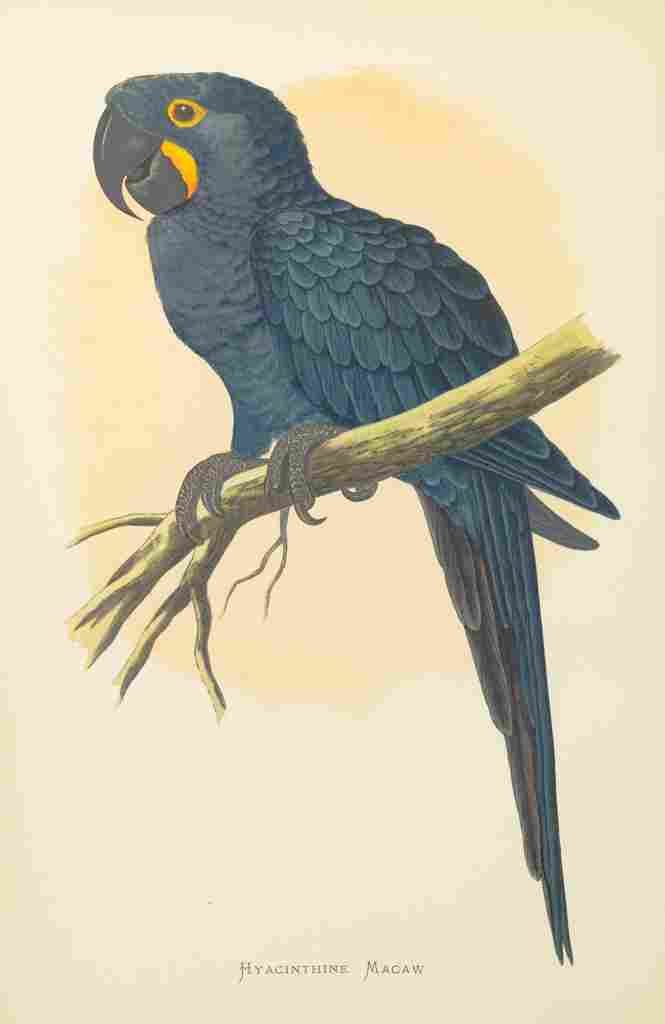 Lydon AF Parrots 1884 Hyacinthine Macaw A4 Photo Print