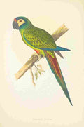 Lydon AF Parrots 1884 Illigers Macaw A4 Photo Print