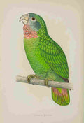 Lydon AF Parrots 1884 Jamaica Parrot A4 Photo Print