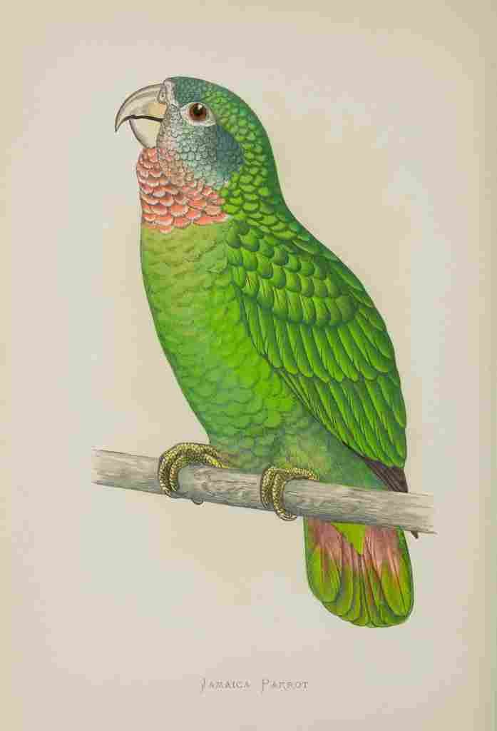 Lydon AF Parrots 1884 Jamaica Parrot A4 Photo Print