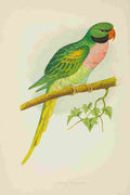 Lydon AF Parrots 1884 Javan Parakeet A4 Photo Print