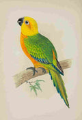 Lydon AF Parrots 1884 Jendaya Conure A4 Photo Print