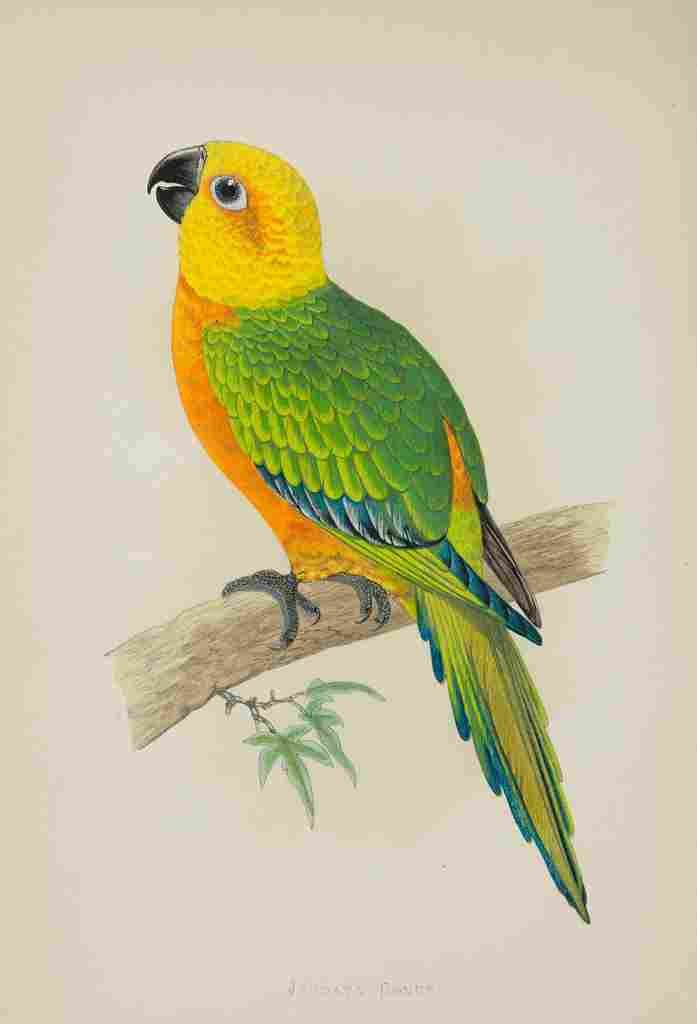 Lydon AF Parrots 1884 Jendaya Conure A4 Photo Print