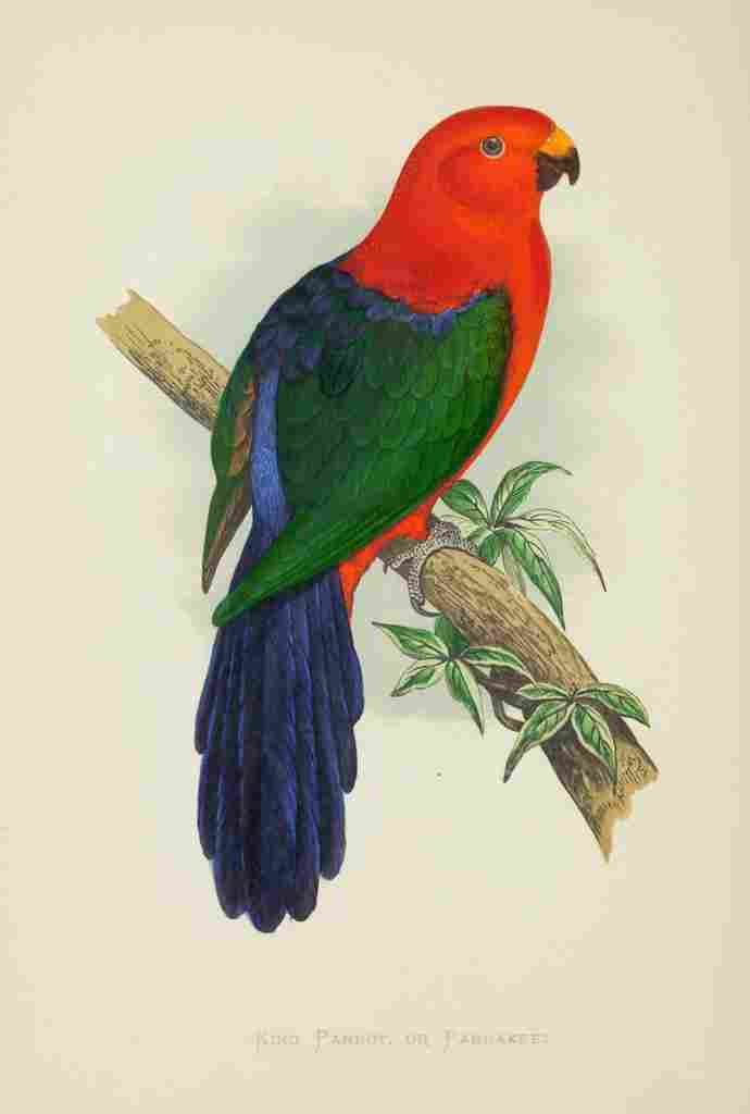 Lydon AF Parrots 1884 King Parrot or Parakeet A4 Photo Print
