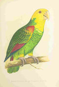 Lydon AF Parrots 1884 Le Vaillants Amazon A4 Photo Print