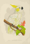 Lydon AF Parrots 1884 Lemon Crested Cockatoo A4 Photo Print
