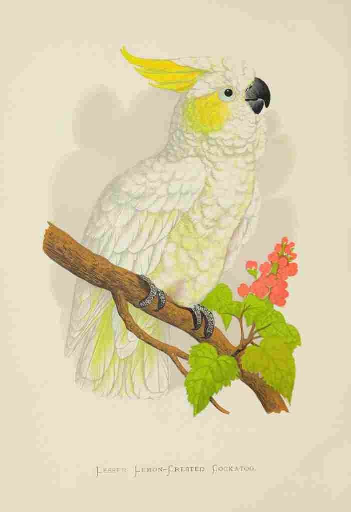 Lydon AF Parrots 1884 Lemon Crested Cockatoo A4 Photo Print