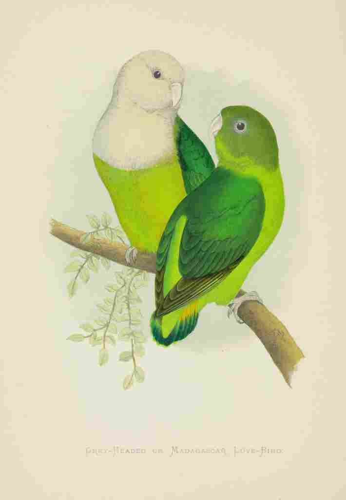 Lydon AF Parrots 1884 Madagascar Love Birds A4 Photo Print