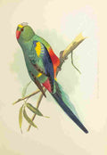 Lydon AF Parrots 1884 Many coloured Parakeet A4 Photo Print