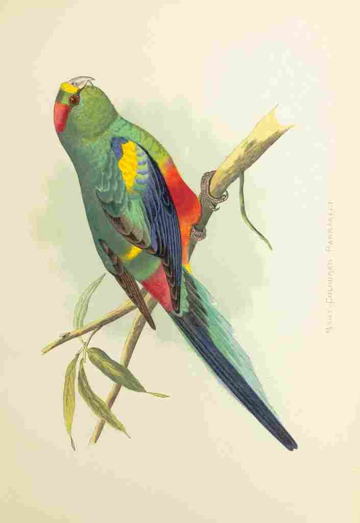 Lydon AF Parrots 1884 Many coloured Parakeet A4 Photo Print