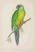 Lydon AF Parrots 1884 Masked Parakeet A4 Photo Print
