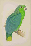 Lydon AF Parrots 1884 Mealy Amazon A4 Photo Print
