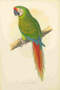 Lydon AF Parrots 1884 Military Macaw A4 Photo Print