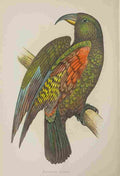 Lydon AF Parrots 1884 Mountain Parrot A4 Photo Print