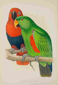 Lydon AF Parrots 1884 New Guinea Eclectus A4 Photo Print