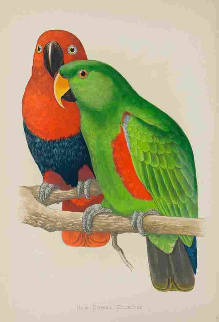 Lydon AF Parrots 1884 New Guinea Eclectus A4 Photo Print