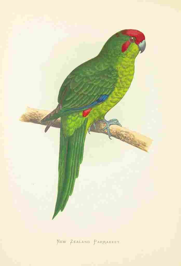 Lydon AF Parrots 1884 New Zealand Parakeet A4 Photo Print