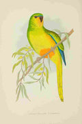Lydon AF Parrots 1884 Orange bellied Parakeet A4 Photo Print