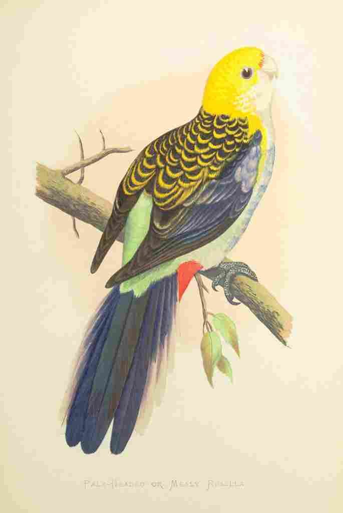 Lydon AF Parrots 1884 Pale headed Rosella A4 Photo Print