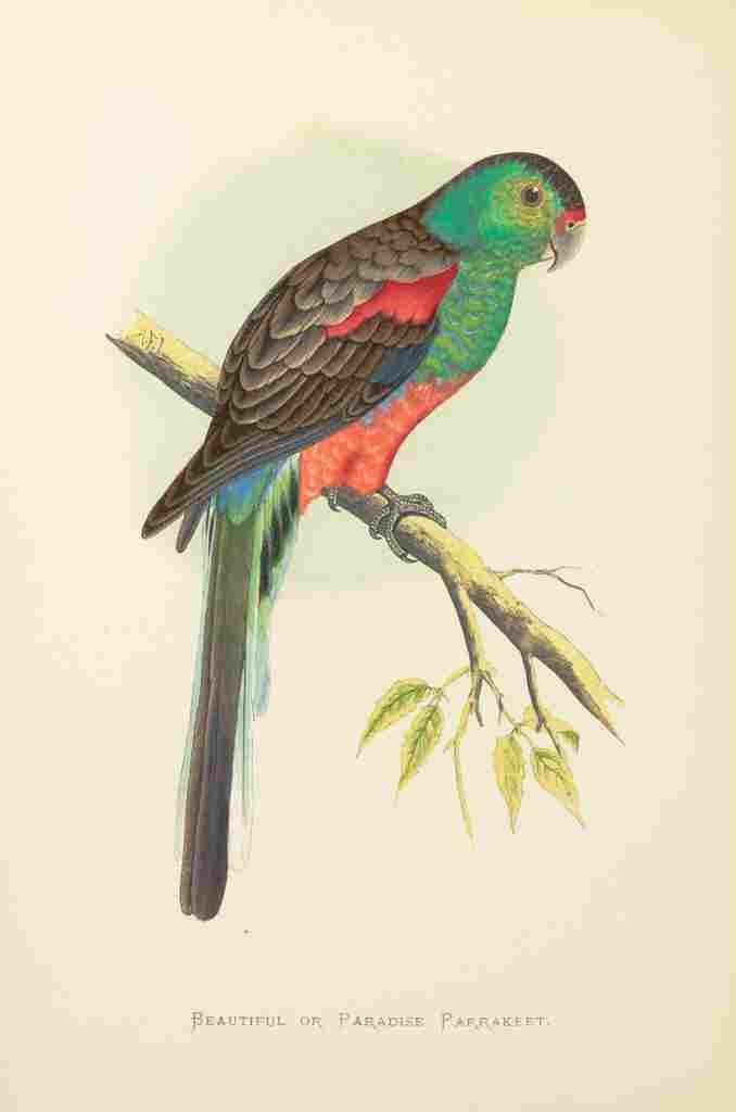 Lydon AF Parrots 1884 Paradise Parakeet A4 Photo Print